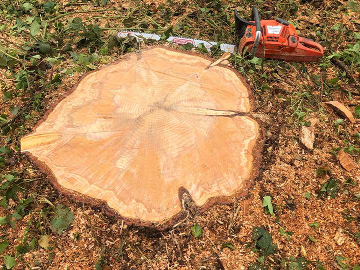 Stump Grinding