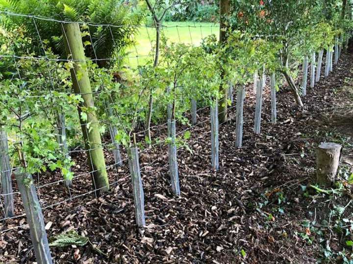 Bush Planting