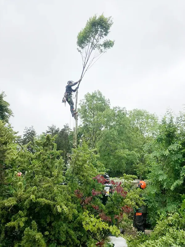 Norfolk Tree Surgeons