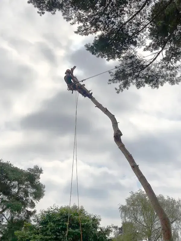 Tree Surgeon Norfolk