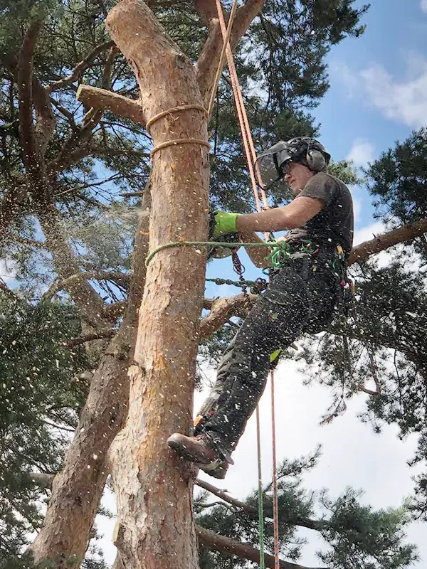 Tree Surgeon North Norfolk
