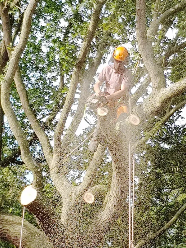 Norwich Tree Removal